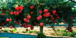 تعبیر خواب درخت انار خشک شده در خانه و درخت انار سبز و قرمز برای زن باردار