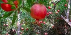 تعبیر خواب باغ انار قرمز برای زن باردار و دختر مجرد و خوردن انار