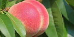 تعبیر خواب هلو در بارداری نی نی سایت برای دختر مجرد و شلیل امام جعفر صادق