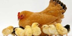 تعبیر خواب استخوان مرغ پخته شده در دهان و اسکلت و جناغ در خواب و استخوان پوسیده