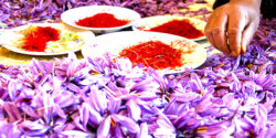 تعبیر خواب زعفران چیست  و گرفتن زعفران از مرده و دیدن زعفران ساییده شده در خواب زن باردار و امام صادق