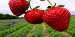 تعبیر خواب باغ توت فرنگی و تمشک و خواب توت فرنگی حضرت یوسف و جنسیت جنین