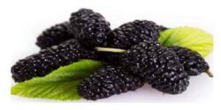 تعبیر خواب توت و انگور خوردن از درخت و درخت توت و گردو و لعل