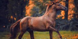 تعبیر خواب اسب خاکستری خوابیده و زخمی شده و خونی از دیدگاه حضرت یوسف