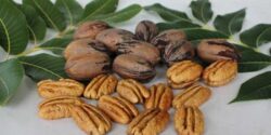تعبیر خواب باغ گردو سبز خریدن امام صادق و چیدن گردو سبز از درخت و شکستن و خوردن