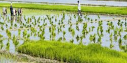 تعبیر خواب برداشت محصول برنج پخته و شالیزار برنج سبز و بریدن خوشه برنج و محصول کشاورزی