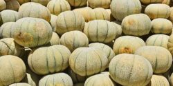 تعبیر خواب درخت طالبی برای دختر مجرد و زن باردار و خوردن طالبی سبز ابن سیرین