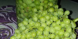دیدن آبغوره در خواب چیست و خوردن ابغوره سبز ابن سیرین و امام صادق