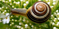 تعبیر خواب حلزون در خانه امام صادق و حضرت یوسف و حلزون سبز روی صورت