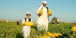 تعبیر خواب خربزه برای زن باردار و طالبی و هندوانه و انجیر و شلیل برای زن باردار