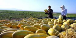تعبیر خواب خربزه دادن به مهمان و دیدن خربزه شکسته در خواب زن باردار از امام صادق