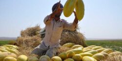 تعبیر خواب خربزه قاچ شده برای دختر مجرد و طالبی قاچ شده دادن به مهمان و حضرت یوسف