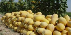 تعبیر خواب خربزه خیلی بزرگ و شیرین برای دختر مجرد و خربزه شیرین دادن به مهمان و حضرت یوسف