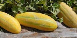 تعبیر خواب خریدن خربزه مشهدی برای زن باردار و خوردن خربزه از امام صادق و حضرت یوسف