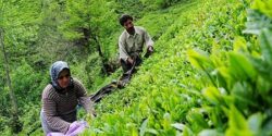 تعبیر خواب خریدن زمین کشاورزی سرسبز و خرید زمین برای خانه از مرده و فرورفتگی زمین