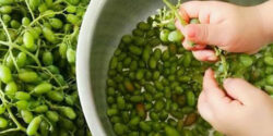 تعبیر خواب خوردن غوره  و چیدن غوره سبز ازنظر امام صادق برای زن باردار