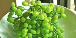 تعبیر خواب خوردن غوره انگور سبز شیرین برای زن باردار و امام صادق