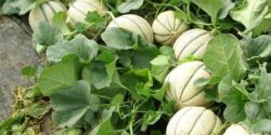تعبیر خواب میوه طالبی و پوست کندن و خوردن خربزه و ملون و طالبی