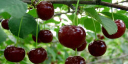 تعبیر خواب مربای آلبالو و کره و گرفتن البالو از مرده و مربا امام صادق و ابن سیرین هدیه دادن
