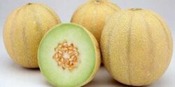 تعبیر خواب طالبی ابن سیرین و چیدن طالبی زرد از درخت