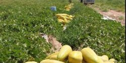 تعبیر خواب طالبی گندیده دادن به دیگران و خوردن طالبی زیاد برای زن باردار