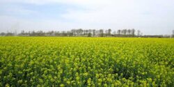 تعبیر خواب زمین کشاورزی خاکی سرسبز و گندم و امام صادق