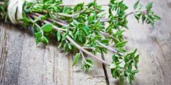 تعبیر خواب آویشن در خواب ابن سیرین و امام صادق و چیدن دمنوش اویشن