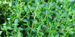 تعبیر خواب آویشن چیست و چیدن دمنوش اویشن و ابن سیرین و امام صادق