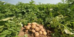 تعبیر خواب برداشت سیب زمینی برای زن باردار و دختر مجرد و کرم در سیب زمینی امام صادق و حضرت یوسف