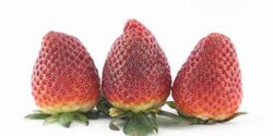 تعبیر خواب توت فرنگی چیست و خوردن توت فرنگی بزرگ برای دختر مجرد و زن بار دار