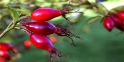 تعبیر خواب نسترن کوهی و اسم و گل نسرین و گل شعمدانی برای زن باردار و درخواست پول از مرده
