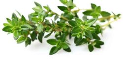 تعبیر خواب گیاه آویشن دارویی چیدن و ابن سیرین و امام صادق