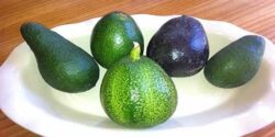 آووکادو رسیده را چگونه بخوریم و چرا اووکادو تلخ است و قیمت اووکادو رسیده و کال