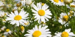 خواص بابونه برای روره و رحم و کسیت تخمدان و قاعدگی