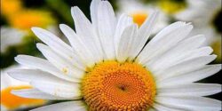 بابونه و خواص آن و اویشن برای رحم و قاعدگی و عفونت زنان