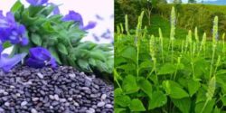 تخمه شربتی برای لاغری و خواص تخمه شربتی برای چاقی صورت و بهترین زمان مصرف