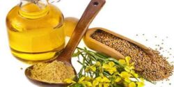 خواص خردل در طب اسلامی و نحوه مصرف خردل برای لاغری و کبد
