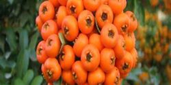 خواص خرمالو برای مردان و کرونا و کبد و روده