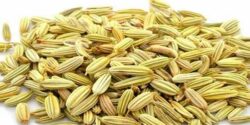 خواص رازیانه برای مردان و زنان یائسه و رحم و تخمدان و روغن و عسل رازیانه برای مردان