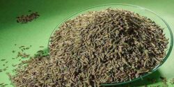 خواص رازیانه برای موی سر و جوشانده و روغن رازیانه برای پوست و رحم و تخمدان و چاقی صورت