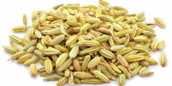خواص رازیانه در لاغری شکم و چاقی صورت و بهترین زمان مصرف عرق رازیانه برای لاغری