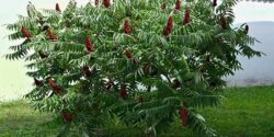 خواص سماق برای لاغری و بهترین زمان مصرف دمنوش سماق با اب برای کبد