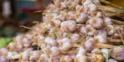 خواص سیر در طب سنتی و سیر پخته برای رفع سودا از نظر پیامبر