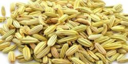 طبع رازیانه و زنیان و طبع و خواص عرق و روغن رازیانه