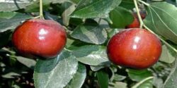 عناب برای چه چیزی خوب است و خواص و مقدار و طریقه مصرف عناب برای کبد و سرما خوردگی