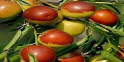 عناب در طب سنتی برای سرما خوردگی و خواص سوزاندن بابونه برای زنان