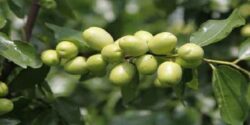 عناب سبز و خواص و طریقه مصرف عناب تازه برای چی خوبه برای سرماخوردگی