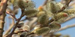 عوارض عرق بیدمشک و تپش قلب و عرق بیدمشک برای چی خوبه و کی بخوریم