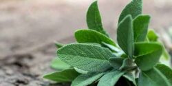 خواص مریم گلی و دمنوش مریم گلی خشک شده برای رحم و سوزاندن مریم گلی