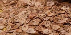 خواص گلپر و اویشن و مضرات گلپر برای یبوست و سرما خوردگی
